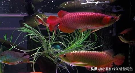 龍魚混養|龍魚養殖：13種飼養技巧建議